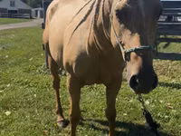 فرس, Quarter Horse — الصورة 3