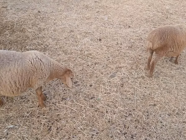 Moutons (lot, sexe non indiqué), Moutons