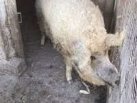 नर सूअर — फ़ोटो 4