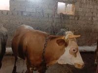 ثور, الماشية — الصورة 6