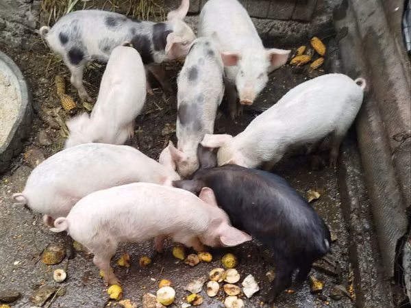 公猪, Pigs