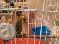 Qabaqdakı erkek quş satılır. qəfəsdə 2 erkekdir ona göre satılır. ev — foto 3