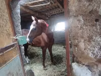 حصان, Akhal-Teke — الصورة 3