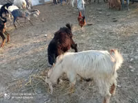 Cabro, Cabras — foto 7