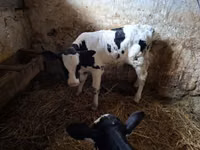 Buğa, Russian Black pied cattle — foto 3