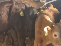 牛（ロット、性別未指定）, Simmental cattle — 写真 6
