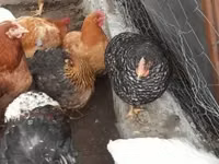 Chickens — foto 1