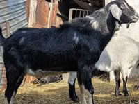 Kozioł, Nubian Goat — zdjęcie 3