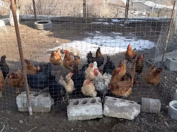Chickens — Armenien