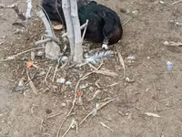 Ducks — foto 2