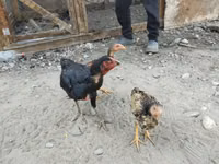 Chickens — 4-rasm