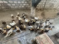 Ducks — 1-rasm