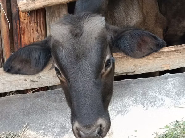 Bull, Swiss cattle