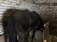 Айғыр, Жылқылар — 4-сурет