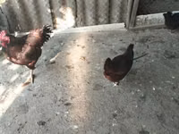 Australorp — zdjęcie 4