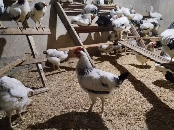 Chickens