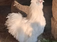 Silkie — foto 1