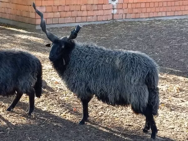 公羊, Racka sheep