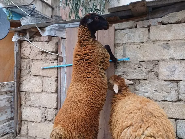 Bélier, Blackheaded Persian sheep