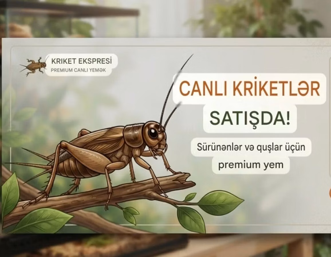 Məhsul: Canlı kriketlər – sürünənlər və quşlar üçün premium yem