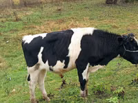 காளை, Russian Black pied cattle — புகைப்படம் 3