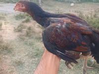 Chickens — zdjęcie 2