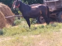 公马, Horses — 照片 5