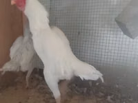Shamo chickens — photo 1