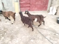 Cabra, Cabras — foto 3