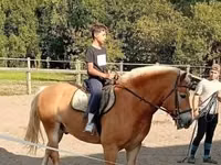 Айғыр, Haflinger — 2-сурет