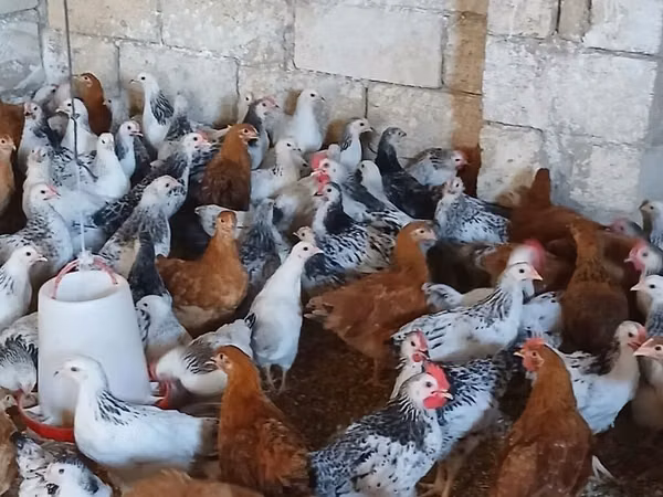 Chickens