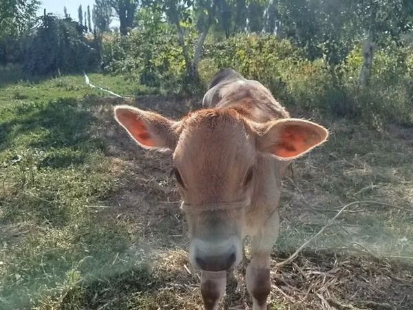 ხარი, Swiss cattle