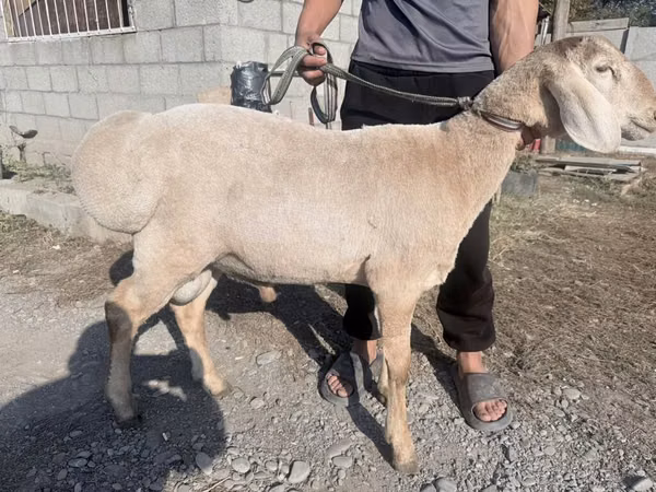 公羊, Arashan sheep