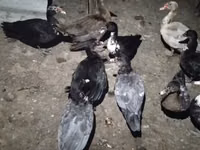 Ducks — foto 3