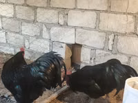 Chickens — 写真 3