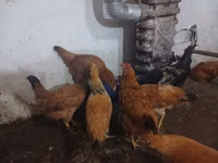 Chickens — 写真 4