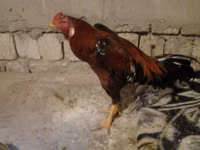 Chickens — Foto 8
