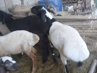 كبش, Rhon sheep — الصورة 1