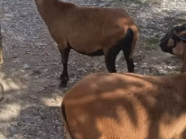 Ешкі, Ешкілер