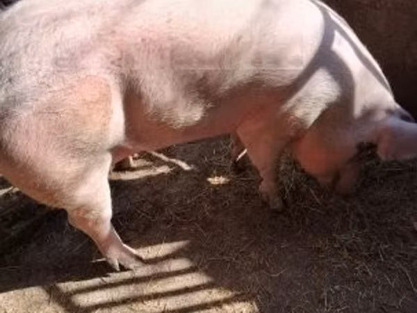 Prasata (šarže, pohlaví neuvedeno), 