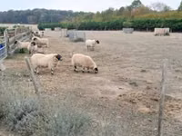 Baran, Scottish Blackface sheep — zdjęcie 1