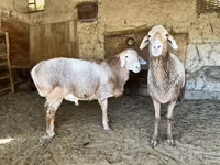 Bélier, Moutons — photo 1