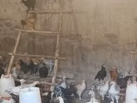 Chickens — foto 1