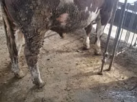 أبقار (دفعة، الجنس غير محدد), Simmental cattle — الصورة 4
