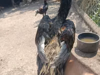 Chickens — foto 3