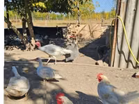 Bronzový — foto 2