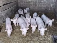 Porcs (lot, sexe non indiqué), Porcs — photo 2