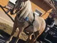 Klisna, Koně — foto 2