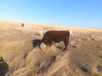 Taureau, Swiss cattle — photo 1
