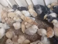 Chickens — ფოტო 1